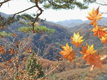 白芨种植：价格之谜