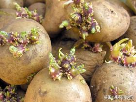 土豆种植全攻略，种植时间、催芽方法及芽向指南