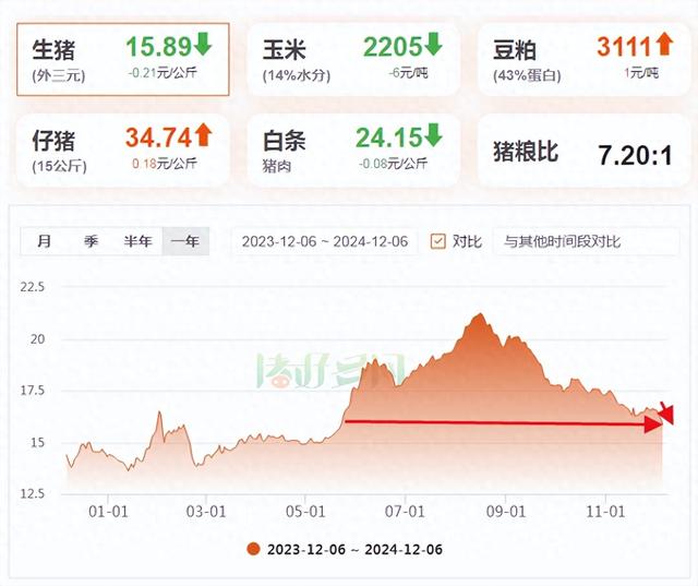 12月6日生猪价格崩盘下跌，广东一夜骤降5毛